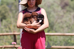 Photo №2 de l'annonce № 166172 de la vente spitz nain - acheter à Allemagne annonce privée