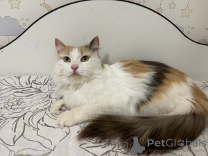 Photos supplémentaires: Le chat tricolore Vanilla cherche un foyer et une famille aimante !