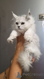 Photo №3. Chatons Mainecoon. Allemagne