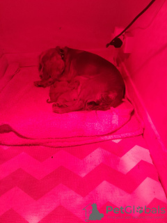 Photo №3. ATOBERAUBENDE FOXRED COCKERPOO-WELPEN. Allemagne