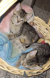 Photo №1. ocicat - à vendre en ville de Bruxelles | 500€ | Annonce № 166618