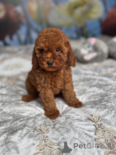 Photo №1. caniche (jouet) - à vendre en ville de Groningen | négocié | Annonce №177890