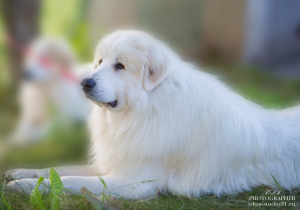 Photos supplémentaires: Les chiots du chien de montagne des Pyrénées sont proposés à la vente.