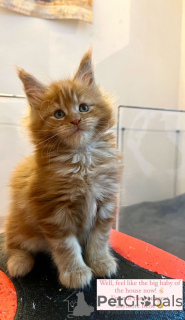 Photo №4. Je vais vendre maine coon en ville de Berlin. éleveur - prix - 300€