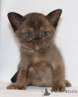 Photo №3. Birmanie-Kätzchen zu verkaufen. La finlande