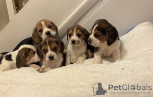 Photo №2 de l'annonce № 131461 de la vente beagle - acheter à Belgique annonce privée, éleveur