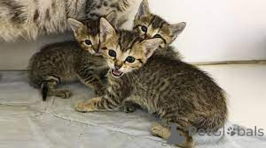 Photo №2 de l'annonce № 162403 de la vente mau égyptien - acheter à Belgique annonce privée, éleveur