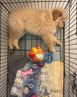 Photo №2 de l'annonce № 138952 de la vente retriever à poil bouclé - acheter à USA annonce privée, éleveur