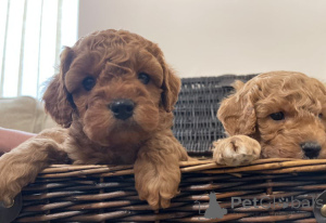 Photo №3. Cavapoo M / W-Welpen Zu Verkaufen.. Allemagne