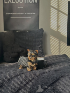 Photo №2 de l'annonce № 168620 de la vente yorkshire terrier - acheter à Allemagne éleveur