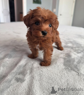 Photo №1. caniche (jouet) - à vendre en ville de Arizona City | négocié | Annonce №152446