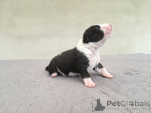 Photo №3. Bull terrier FCI. Pologne