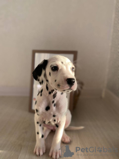 Photo №4. Je vais vendre dalmatien en ville de Berlin. de la fourrière, éleveur - prix - 385€