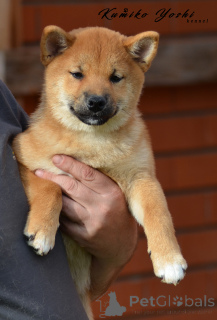 Photo №3. SIBA INU Puppy Girl avec des documents RKF. Fédération de Russie