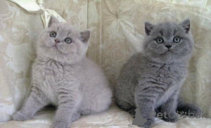 Photo №1. british shorthair - à vendre en ville de Máslovice | 339€ | Annonce № 171073