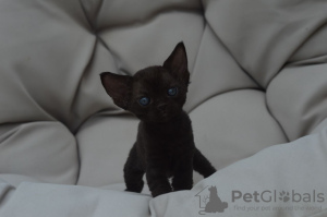 Photo №1. devon rex - à vendre en ville de Berlin | 400€ | Annonce № 121021