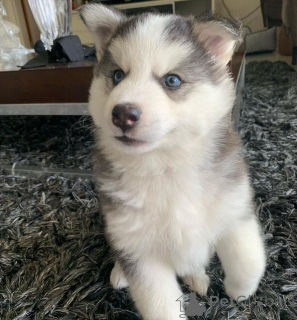 Photo №1.  - à vendre en ville de Vienna | Gratuit | Annonce №138608