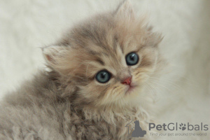 Photo №1. british longhair - à vendre en ville de Dnipro | 284€ | Annonce № 51383