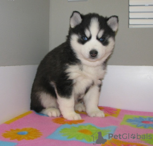 Photo №1. husky de sibérie - à vendre en ville de Senftenberg | Gratuit | Annonce №67972