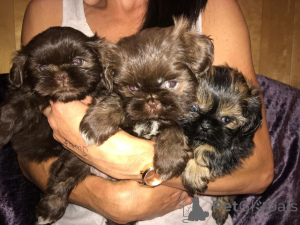 Photo №1. shih tzu - à vendre en ville de Gottskär | 650€ | Annonce №168437