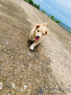 Photo №1. golden retriever - à vendre en ville de Šiauliai | négocié | Annonce №159982