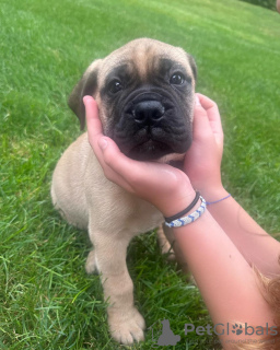 Photo №1. bullmastiff - à vendre en ville de Berlin | négocié | Annonce №119978