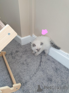 Photo №2 de l'annonce № 155199 de la vente ragdoll - acheter à Suisse annonce privée