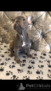 Photo №1. bouledogue - à vendre en ville de Амстердам | 400€ | Annonce №123859