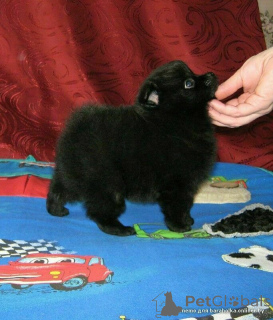 Photo №3. Miniature Schwarz-Shpets Rocky Puppy à un prix avantageux!. Biélorussie