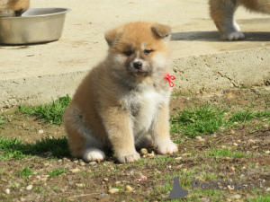 Photo №3. Je vends des chiots akita japonais. Serbie