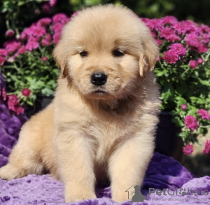 Photo №2 de l'annonce № 103843 de la vente golden retriever - acheter à Allemagne annonce privée, de la fourrière