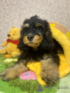 Photo №3. Chiot. Fédération de Russie