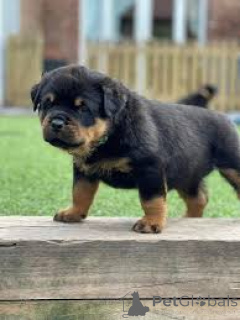 Photo №3. Chiots Rottweiler à vendre. Pays Bas
