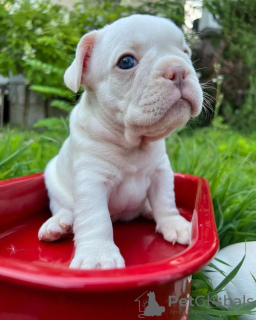 Photos supplémentaires: bouledogue français