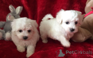 Photo №1. bichon maltais - à vendre en ville de ALÈS | négocié | Annonce №168299