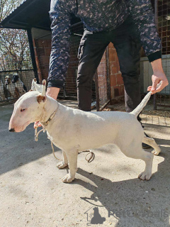 Photo №3. Chiots Bull Terrier à vendre. Serbie