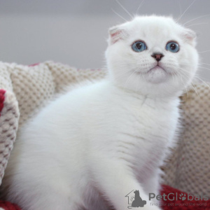 Photo №1. scottish fold - à vendre en ville de Bruxelles | 250€ | Annonce № 116704