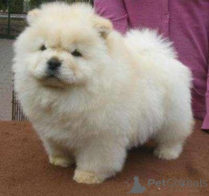 Photo №1. chow-chow - à vendre en ville de Oklahoma City | négocié | Annonce №168779