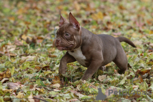 Photo №1. american bully - à vendre en ville de Helsinki | 1600€ | Annonce №79411