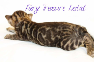 Photo №3. Tests de nettoyage pour garçon brun. Fédération de Russie