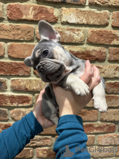 Photos supplémentaires: bouledogue français