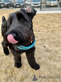 Photo №3. Chiots Schnauzer Géant spéciaux. La Grande-Bretagne