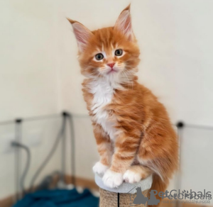 Photo №1. maine coon - à vendre en ville de Zürich | 250€ | Annonce № 121325