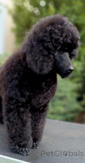 Photo №3. Chiots caniches Elite de taille moyenne. Hongrie