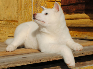 Photo №4. Je vais vendre akita (chien) en ville de Ryazan. annonce privée - prix - négocié