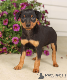 Photo №1. pinscher nain - à vendre en ville de Prague | négocié | Annonce №96378