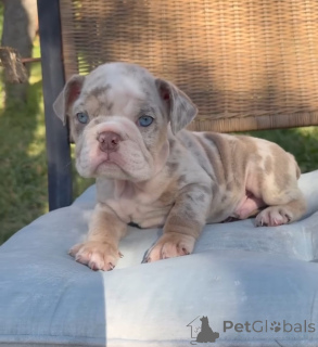 Photo №2 de l'annonce № 173879 de la vente bulldog anglais - acheter à Allemagne éleveur