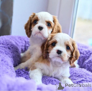 Photo №1. cavalier king charles spaniel - à vendre en ville de Vienna | 820€ | Annonce №136681