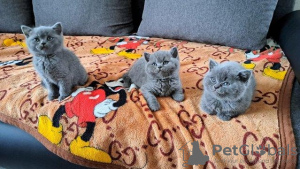 Photo №1. british shorthair - à vendre en ville de Штутгарт | 650€ | Annonce № 111867