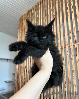 Photo №1. maine coon - à vendre en ville de Ingolstadt | négocié | Annonce № 169925